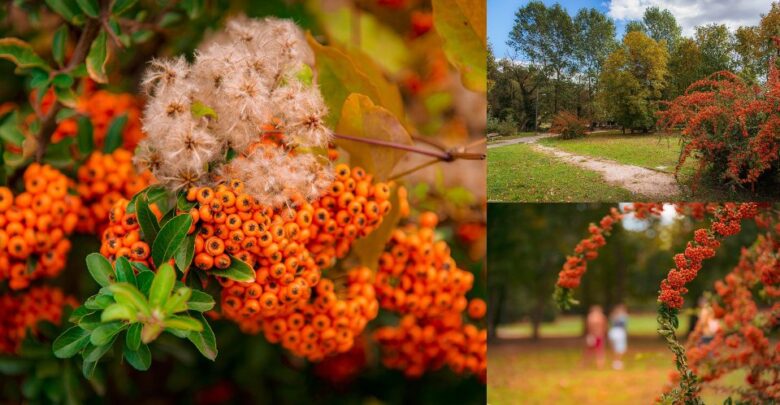 Che Bei Colori D Autunno Camminando Nel Parco Sambuco A Bussi Sul Tirino Pe