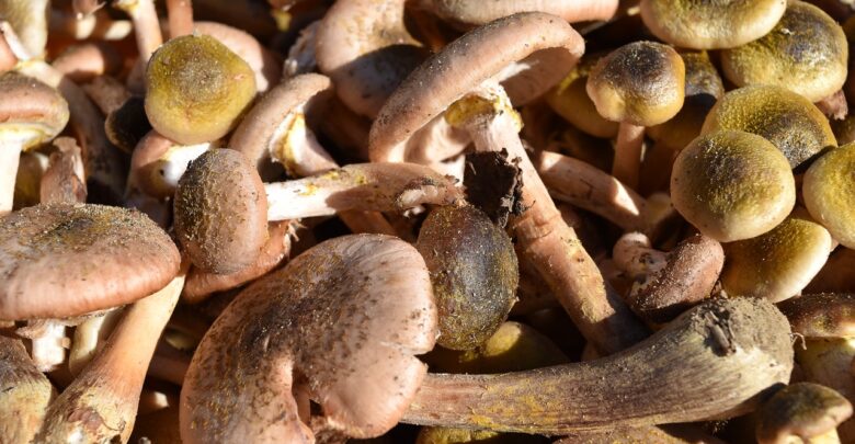 Consigli in Cucina. Come pulire i funghi chiodini?