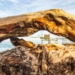 Sulla spiaggia, l'occhio del tronco che guarda al Trabocco di Punta Aderci