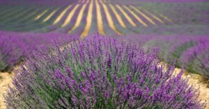 Lazio. Quando e come vedere la Lavanda in fiore_ È nella Tuscia la Provenza d’Italia