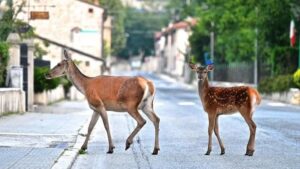 Come far vedere ai bambini i Cervi e i Daini a Villetta Barrea?