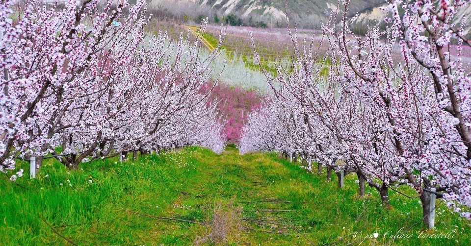 Mosciano Sant'Angelo (TE). Il risveglio della natura e i suoi meravigliosi colori