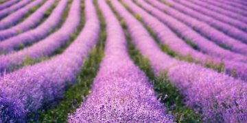 lavanda in fiore