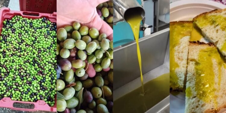 raccolta olive abruzzo