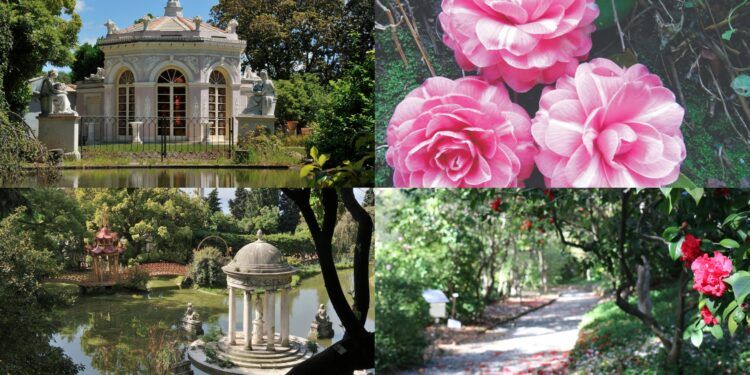 flowering of the camellias