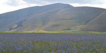 fioritura castelluccio