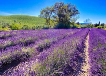 campo di lavanda