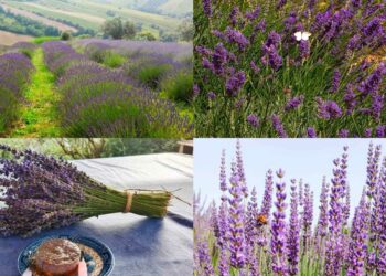 pollutri campi di lavanda