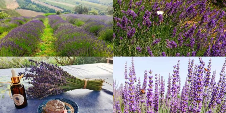 pollutri campi di lavanda