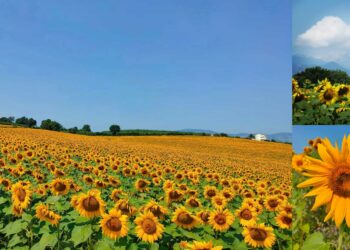 bivio di nocciano, campi di girasoli