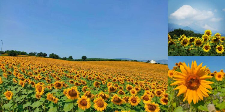 bivio di nocciano, campi di girasoli