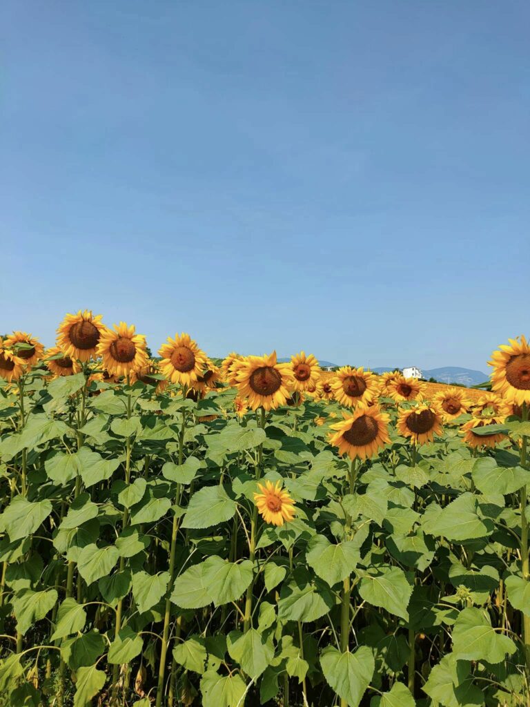 bivio di nocciano, campi di girasoli