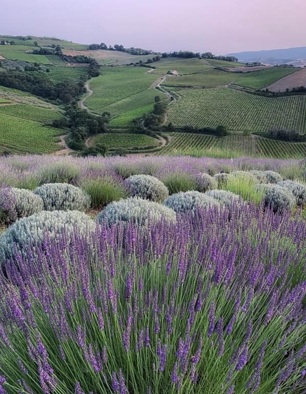 campi di lavanda pollutri