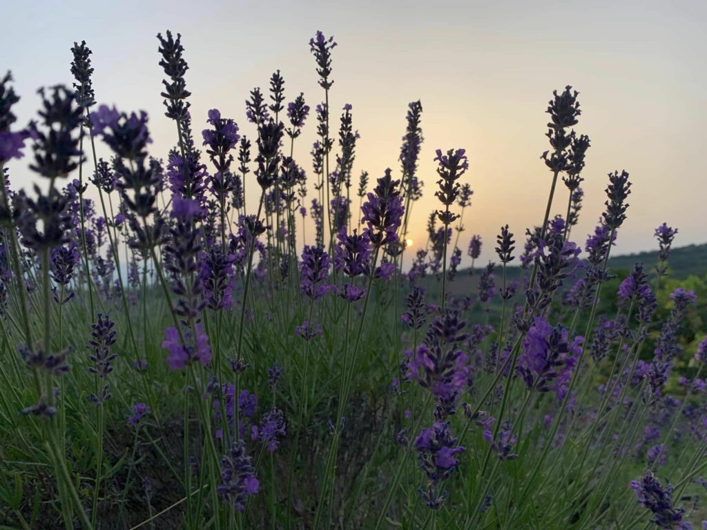 campi di lavanda pollutri