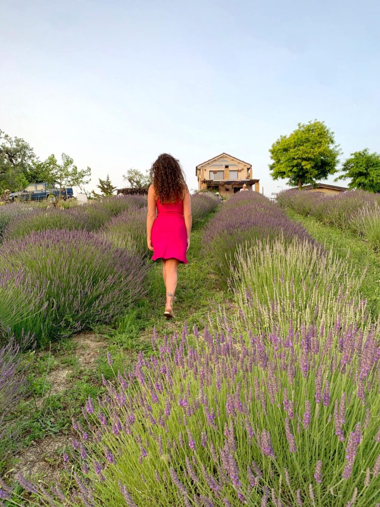 campi di lavanda pollutri