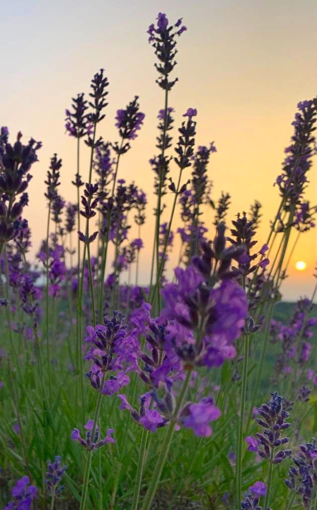 campi di lavanda pollutri