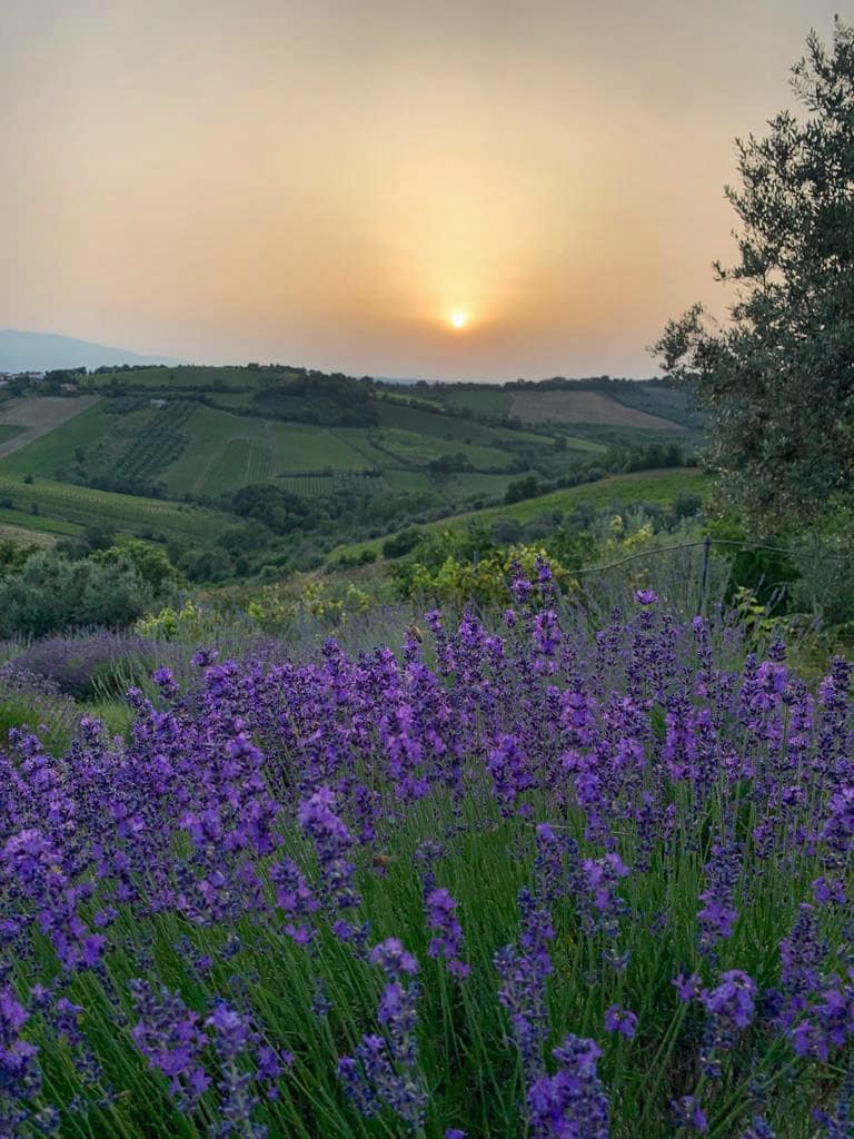 campi di lavanda pollutri