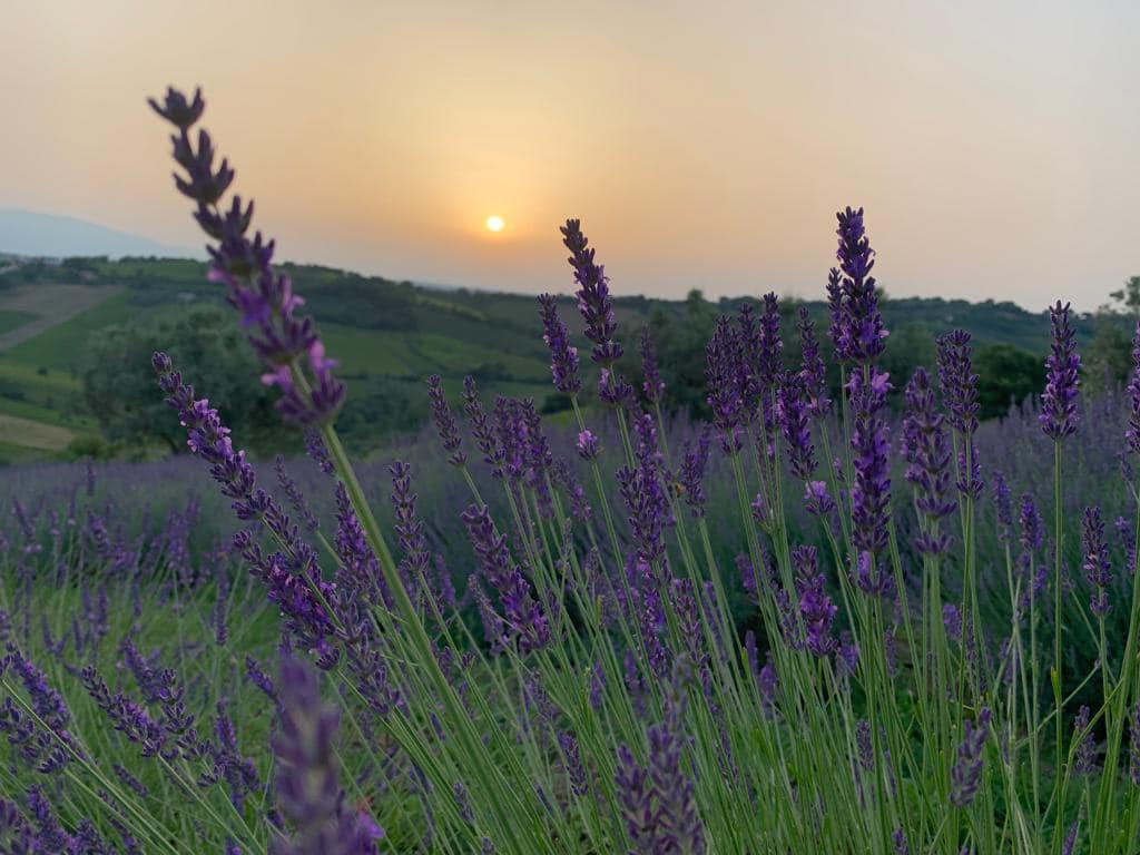 campi di lavanda pollutri