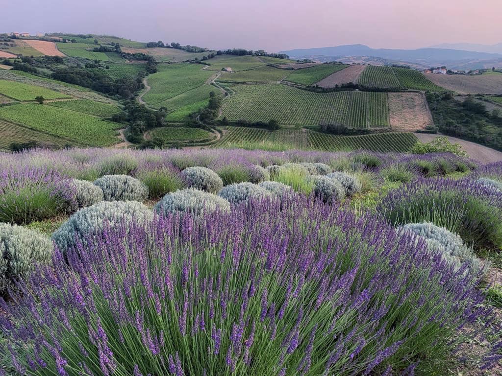 campi di lavanda pollutri