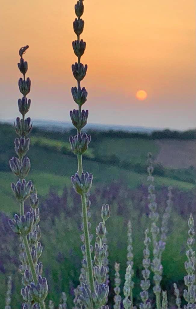 campi di lavanda pollutri