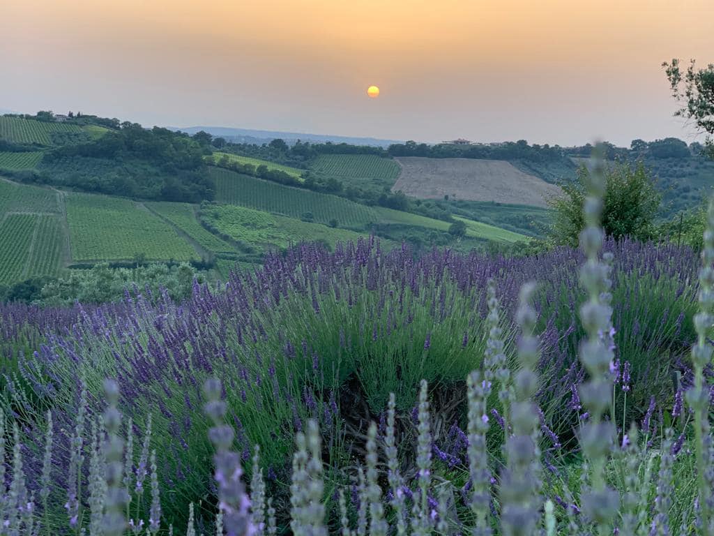 campi di lavanda pollutri