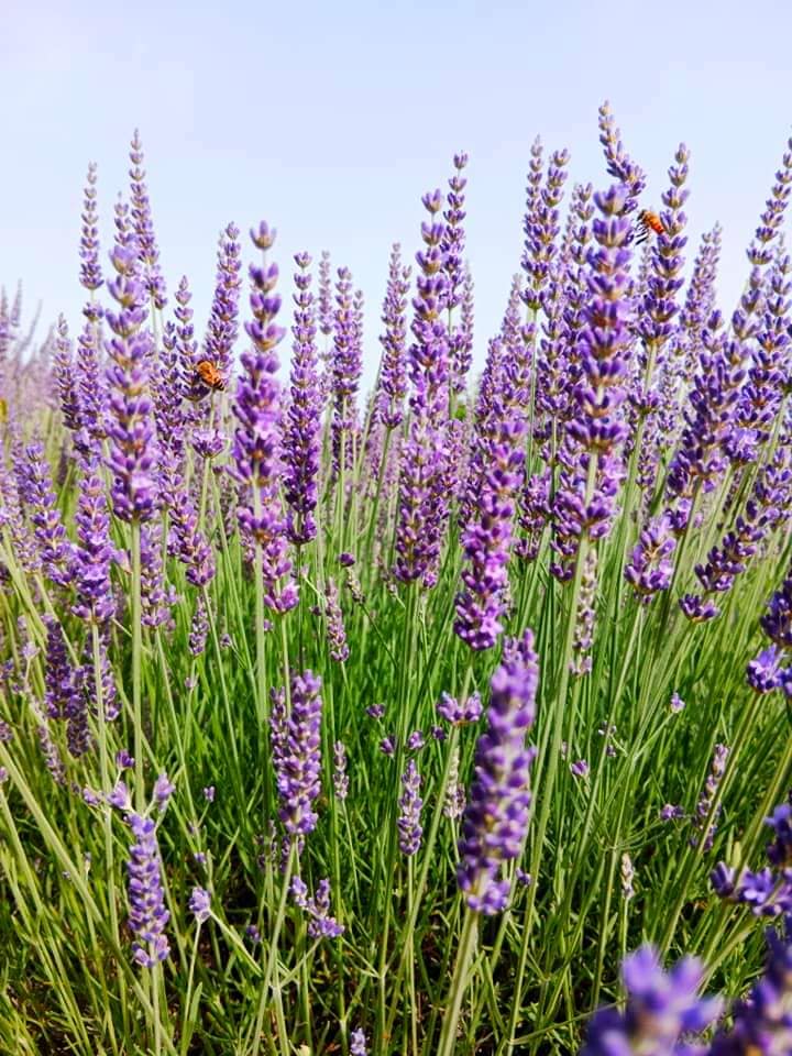 pollutri campi di lavanda