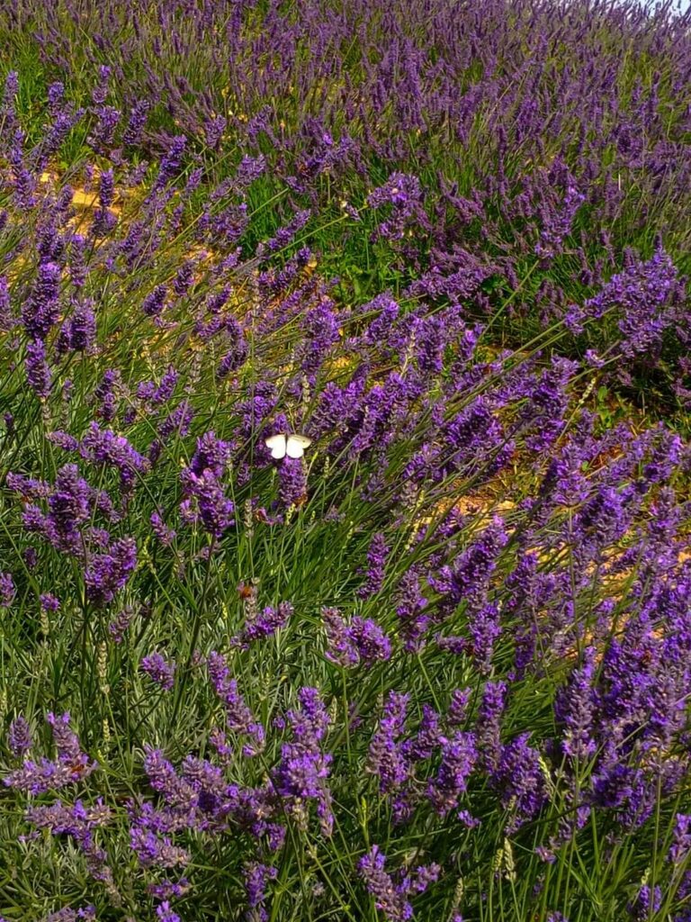 pollutri campi di lavanda