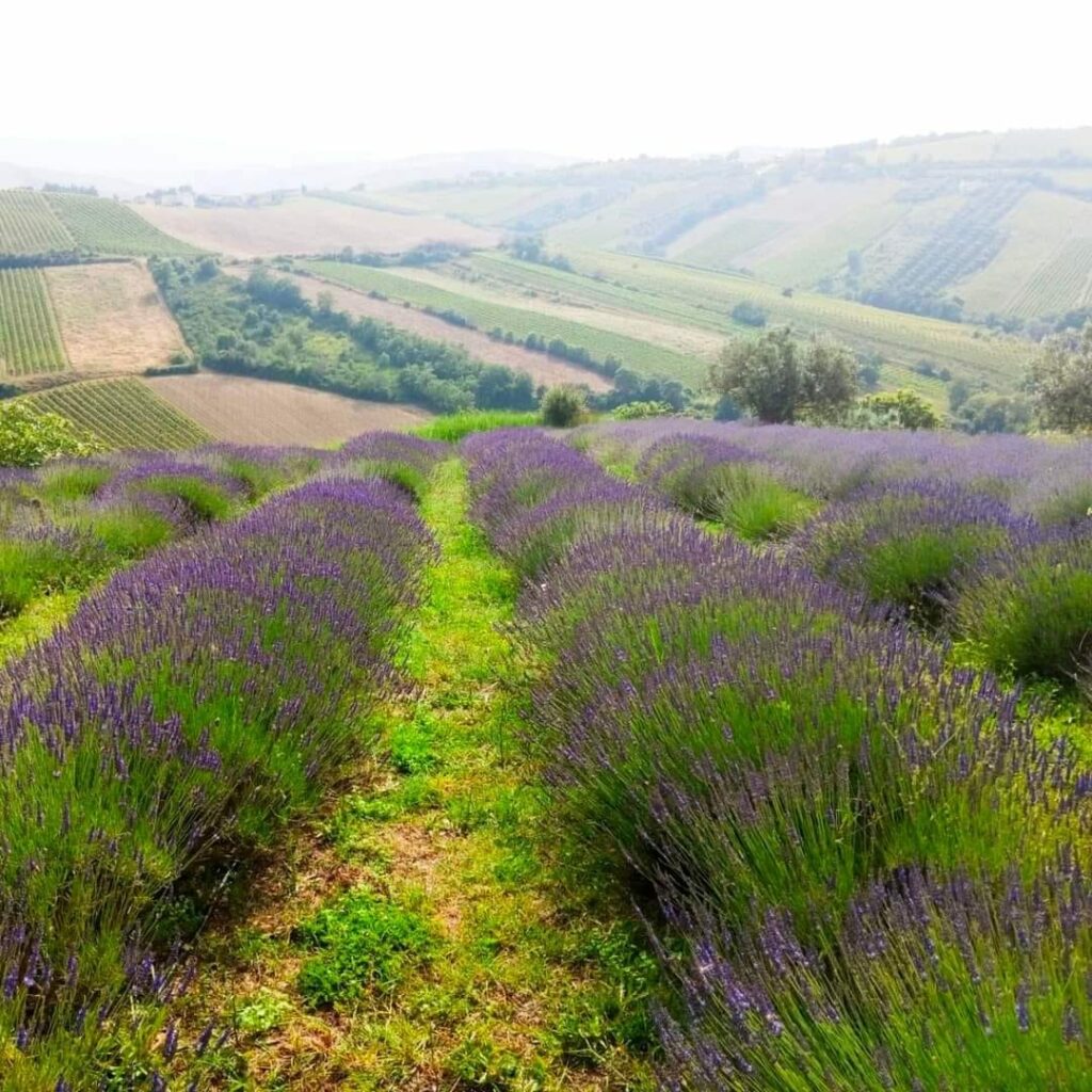 pollutri campi di lavanda