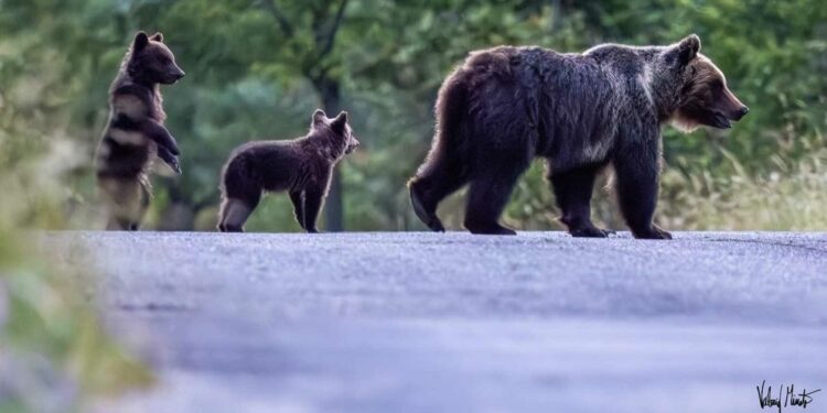 orsa cuccioli