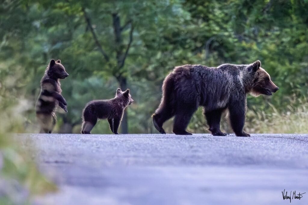 orsa cuccioli