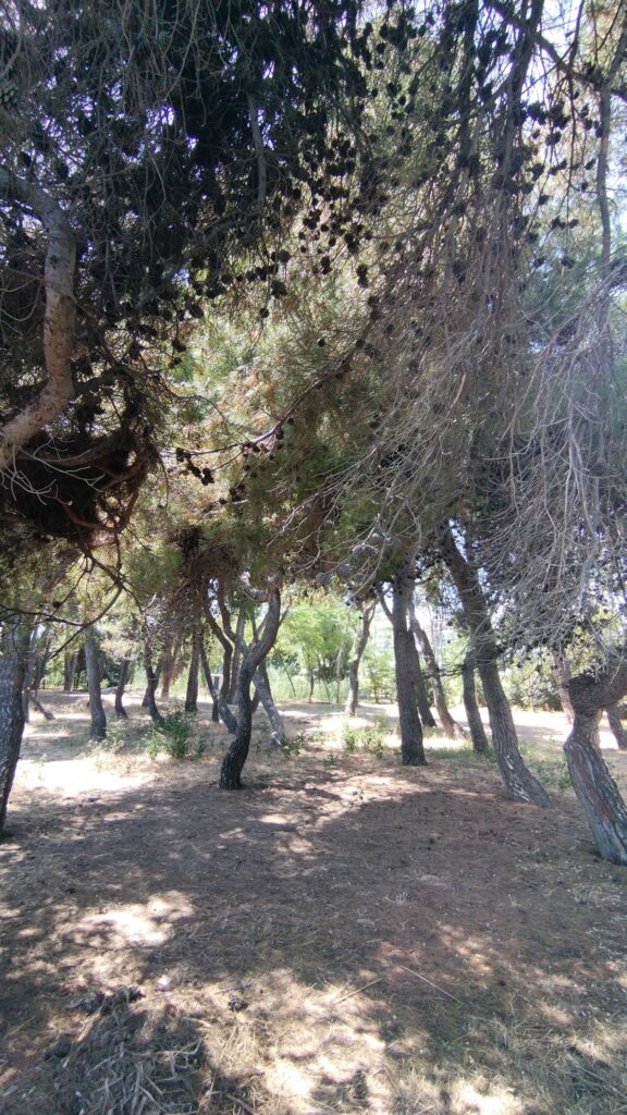 torre di cerrano spiaggia pineto