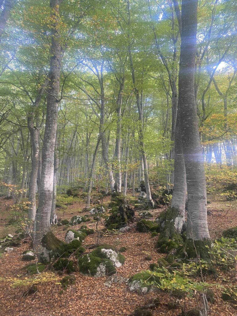 bosco di sant'antonio