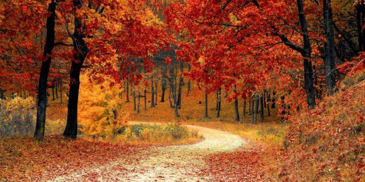 foliage autunno bosco