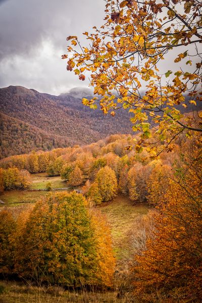 foliage forca d'acero