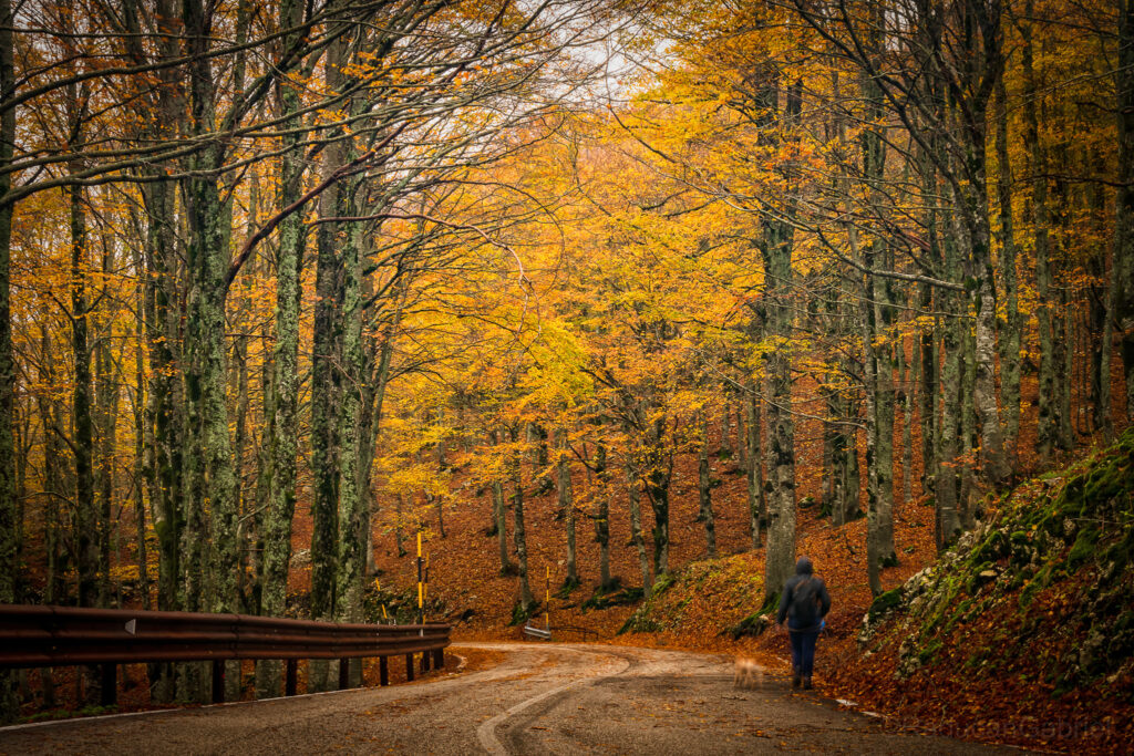 foliage forca d'acero