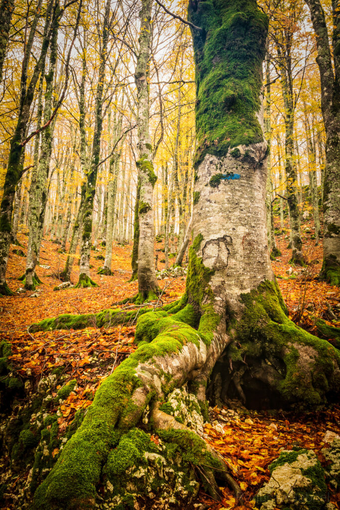 foliage forca d'acero