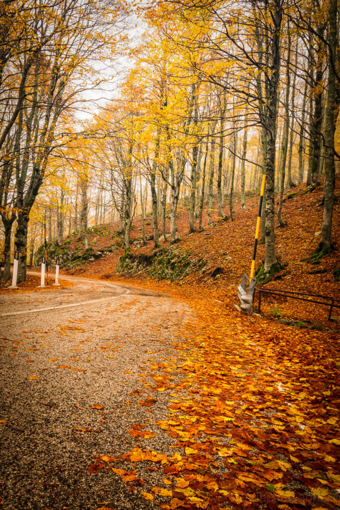 foliage forca d'acero