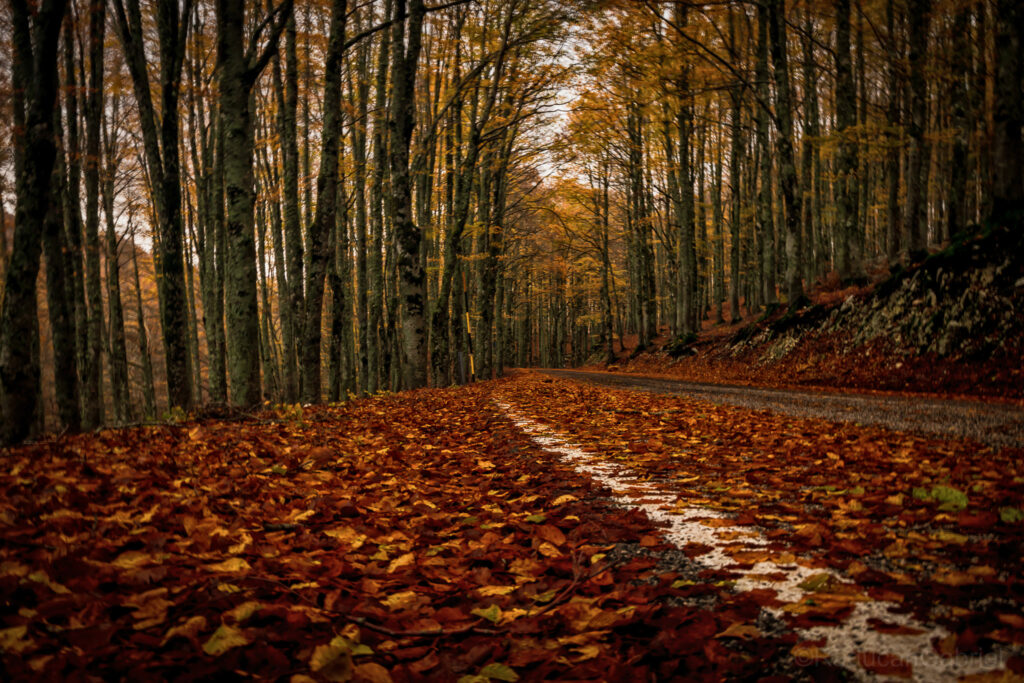 foliage forca d'acero