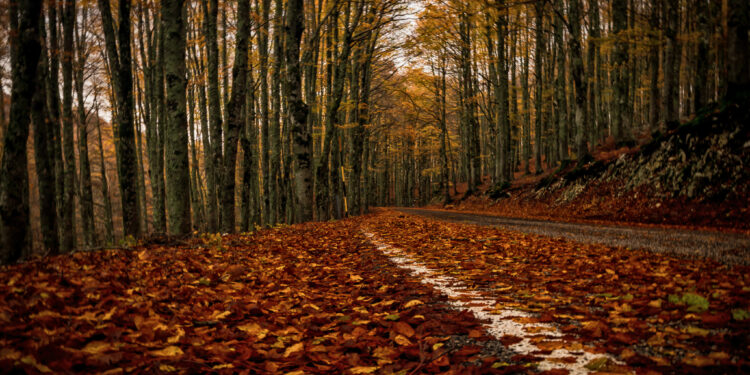 foliage forca d'acero