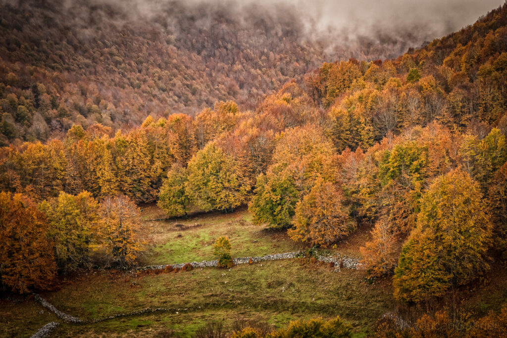 foliage forca d'acero