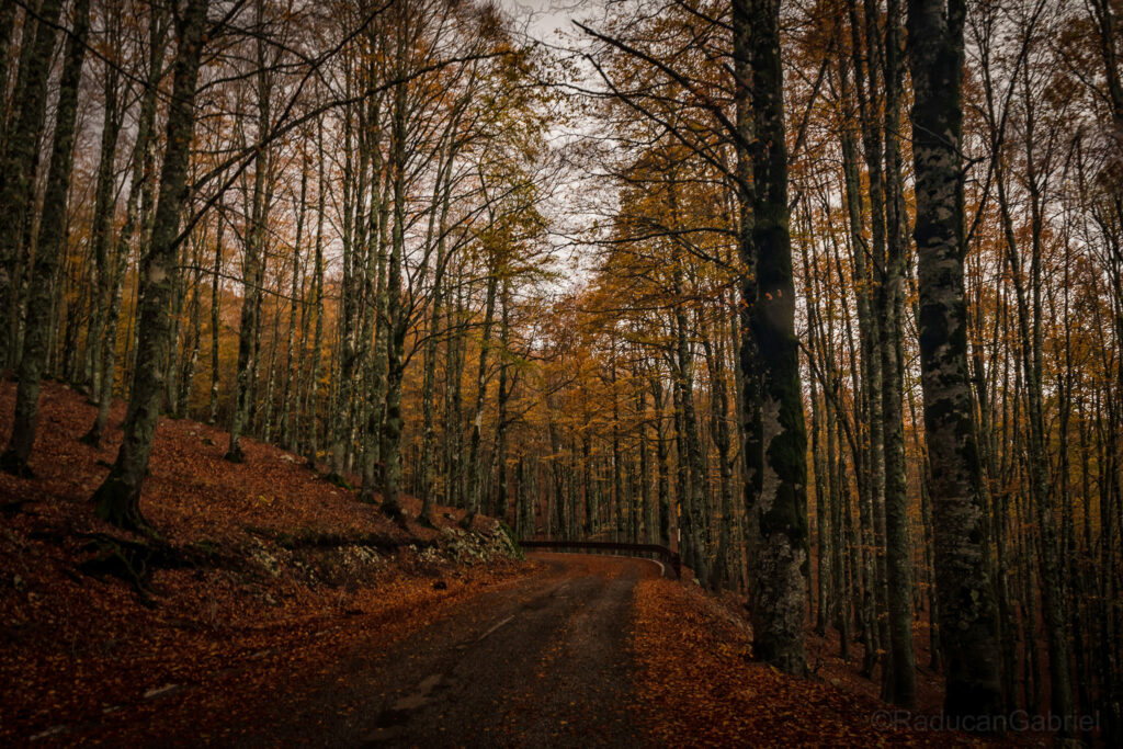 foliage forca d'acero