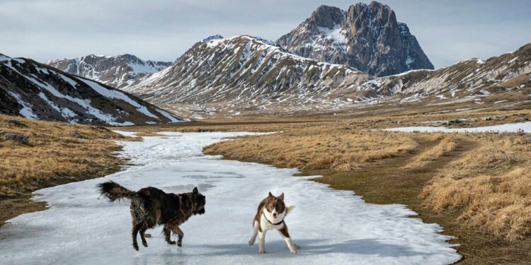 cani che giocani a campo imperatore