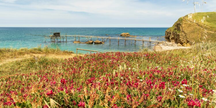 fioritura punta aderci foto di viaggiando italia