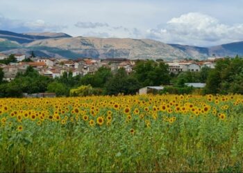 girasoli sulmona