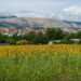 girasoli sulmona