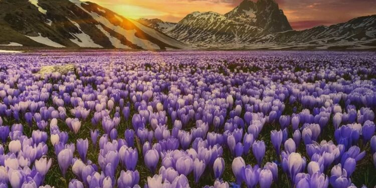 crocus campo imperatore