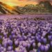 crocus campo imperatore