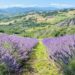 Azienda Agricola Le Erbe dei Calanchi