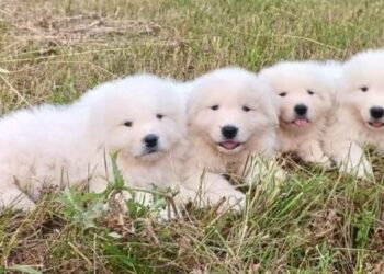 Cuccioli di pastore abruzzese