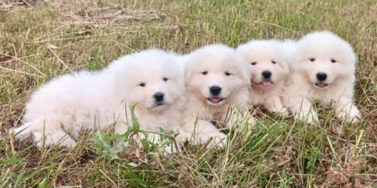 Cuccioli di pastore abruzzese